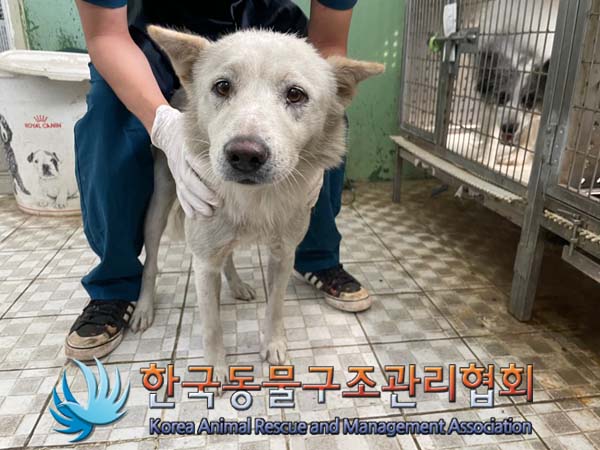 한국동물구조관리협회_441409202401430
